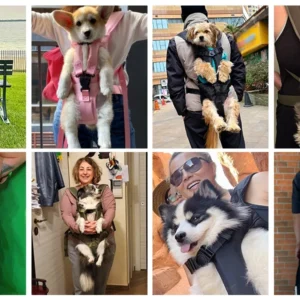 Dog backpack for hiking with thick padded chest support