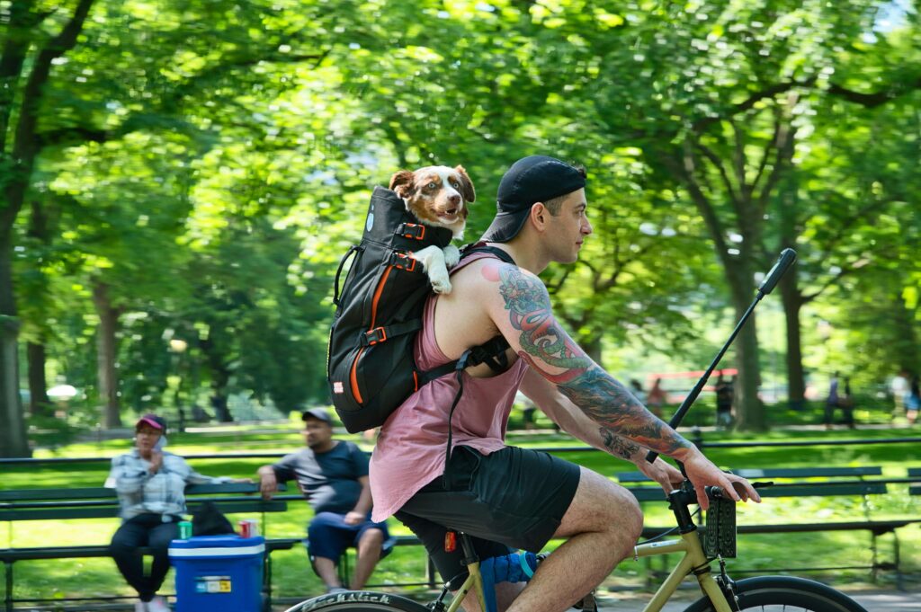 dog backpack carrier